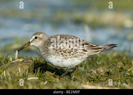 Weißes-Rumped Sandpiper auf Nahrungssuche am Rande der Qualitätsorientierung Pool Stockfoto
