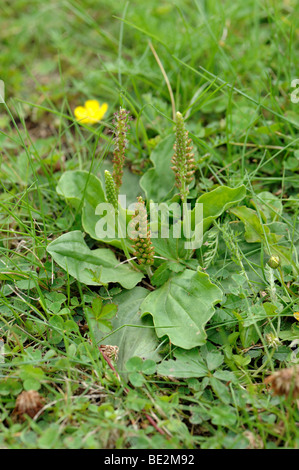 Größere Wegerich (Plantago großen) Blüte im Garten Rasen Stockfoto