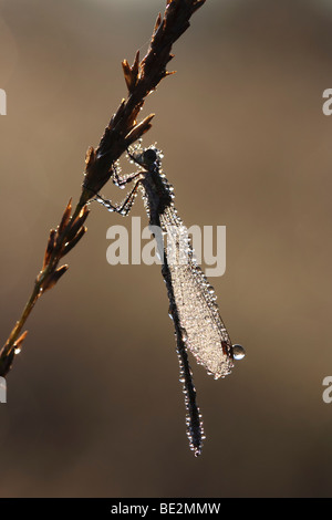 Emerald Damselfly (Lestes Sponsa) im Morgentau auf einer Pflanze Schilf Stockfoto