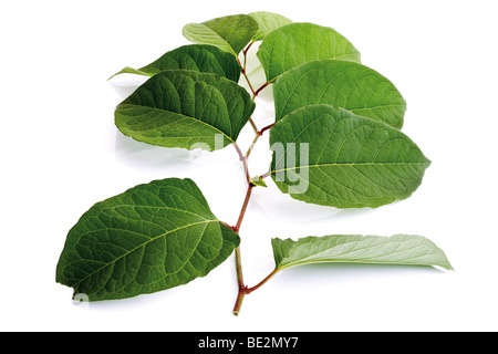 Japanischer Staudenknöterich (Fallopia Japonica) Stockfoto