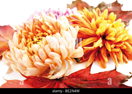 Herbstlaub, Ahorn-Blätter und Chrysanthemen (Chrysanthemum) Stockfoto