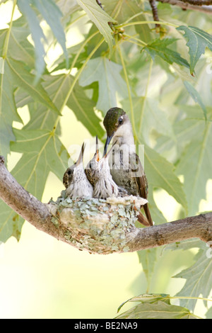 Rubin-throated Kolibrinest mit weiblichen Fütterung Nestlinge - vertikal Stockfoto