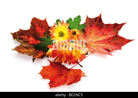 Herbstlaub, Ahorn-Blätter und Chrysanthemen (Chrysanthemum) Stockfoto