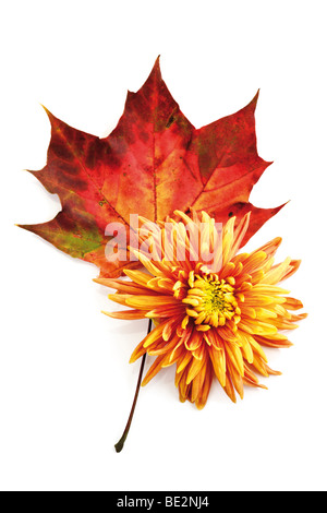 Herbstlaub, Maple Leaf und Chrysantheme (Chrysanthemum) Stockfoto