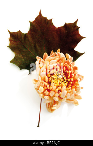 Herbstlaub, Maple Leaf und Chrysantheme (Chrysanthemum) Stockfoto