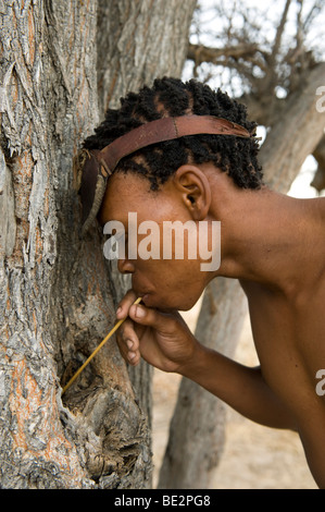 Naro Buschmänner (San) trinken Regenwasser aus Hohlraum in einem Baum mit einem Strohhalm, hergestellt aus Rasen, Central Kalahari, Botswana Stockfoto