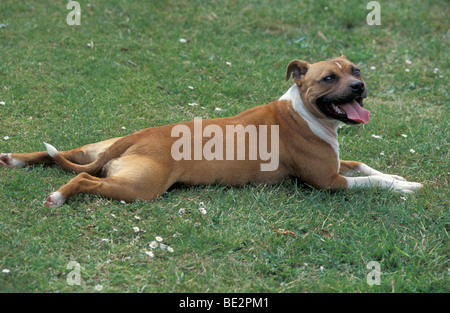 roten Staffordshire Bullterrier Gras mit Beinen liegend ausgestreckt Stockfoto