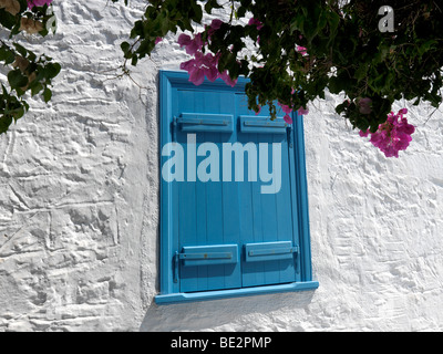 Bougainvillea und blauen Fensterläden in Perdika Street Aegina Insel-Attika-Griechenland Stockfoto