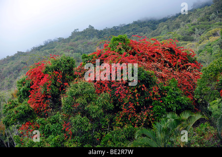 Flamboyant (Delonix Regia, Poinciana Regia), tropischer Regenwald, Daintree Nationalpark, Queensland, Australien Stockfoto
