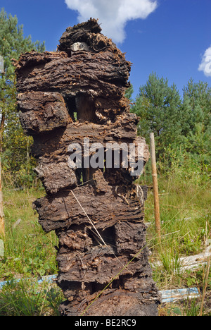 SOD Torf gestapelt auf einem Pfahl zum Trocknen, Raubling, Bayern, Alpenvorland, Deutschland, Europa Stockfoto