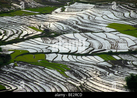 Reis, Reis-Anbau, Reis-Terrassen am Hang gefüllt mit Wasser, bei Ou Tai, Distrikt Gnot Ou, Yot Ou, Phongsali, Phongsali Pr Stockfoto