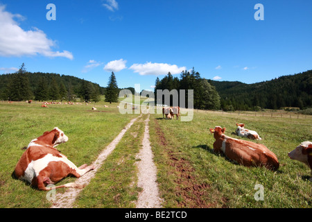 Grüne Weiden oberhalb Sonnleiten in Österreichische Alpen in der Nähe von Puchberg Stockfoto