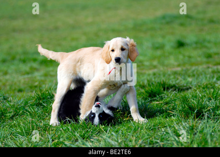 Zwei Mischling Hunde spielen auf der Wiese Stockfoto