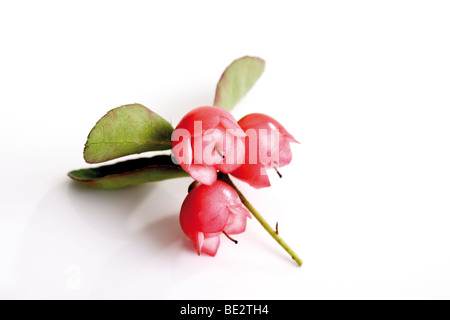 Östliche Teaberry, Checkerberry, Boxberry oder American Wintergreen (Callunen Procumbens) Stockfoto