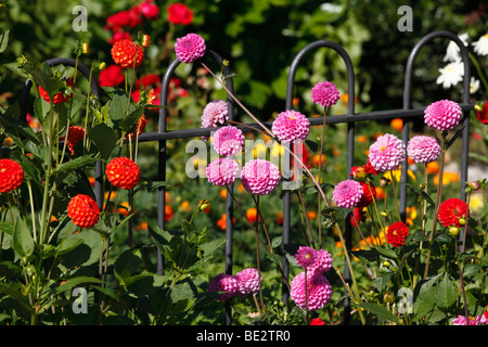 Dahlien in einem Bauerngarten, Schwarzenberg, Bregenzerwald, Bregenzerwald, Vorarlberg, Österreich, Europa Stockfoto