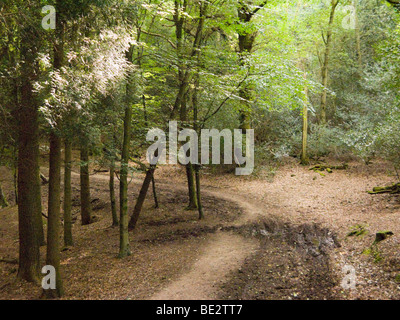 Ein Wanderweg in das Becken des Teufels Punchbowl. Hindhead. Surrey. VEREINIGTES KÖNIGREICH. Stockfoto