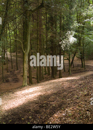 Ein Wanderweg in das Becken des Teufels Punchbowl. Hindhead. Surrey. VEREINIGTES KÖNIGREICH. Stockfoto