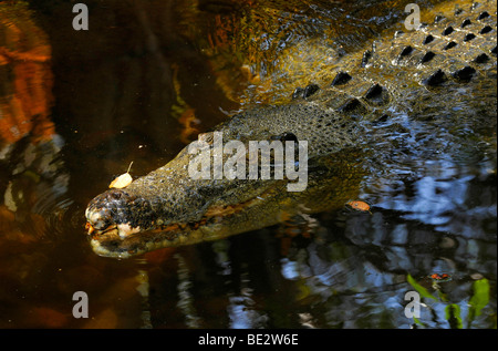 Mündungs Leistenkrokodil (Crocodylus Porosus), Queensland, Australien Stockfoto