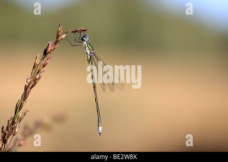 Emerald Damselfly (Lestes Sponsa), Männlich, an einer Pflanze Stockfoto