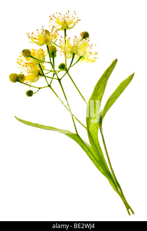 Isolierte Bild gelb Linden Blume und Filiale Stockfoto