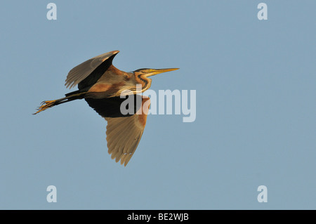 Purpurreiher (Ardea Purpurea) Stockfoto