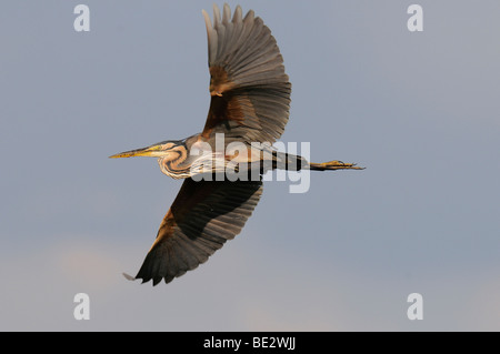 Purpurreiher (Ardea Purpurea) Stockfoto