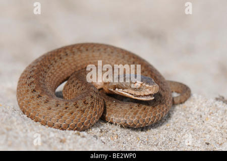 Young European Kreuzotter (Vipera Berus), ca. 15 cm lang Stockfoto