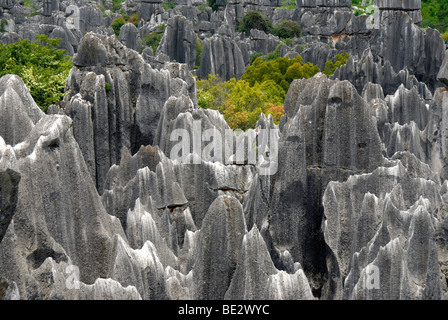 UNESCO-Weltkulturerbe, Felsen wie Skulpturen, Karst Topographie, Shilin Steinwald, Yunnan Provinz, Volksrepublik Stockfoto