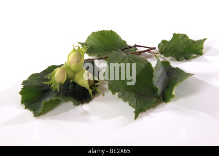 Gemeinsame Hasel (Corylus Avellana) Zweig mit unreifen Nüssen Stockfoto