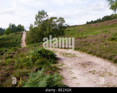 Ein Weg durch Heide in das Becken des Teufels Punchbowl. Hindhead. Surrey. VEREINIGTES KÖNIGREICH. Stockfoto