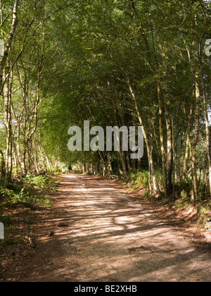 Ein Wald Wanderweg in das Becken des Teufels Punchbowl. Hindhead. Surrey. VEREINIGTES KÖNIGREICH.  (48) Stockfoto