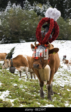 Almabtrieb, Almabtrieb von der Alm, Bergbau, Inneralpbach, Kitzbüheler Alpen, Nordtirol, Alpbachtal, Austr Stockfoto