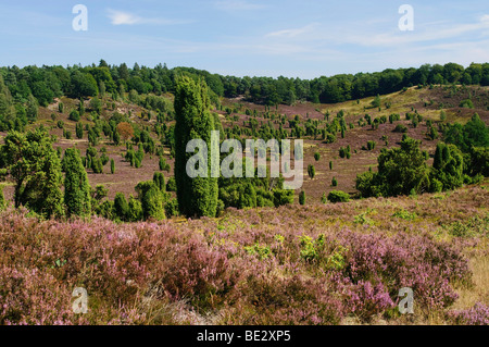 Heide mit blühenden Heidekraut (Calluna Vulgaris) und Gemeine Wacholder (Juniperus Communis), Wilsede, Lüneburger Heide Natur Par Stockfoto