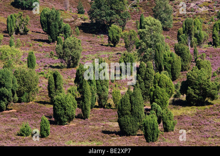 Heide mit blühenden Heidekraut (Calluna Vulgaris) und Gemeine Wacholder (Juniperus Communis), Totengrund in der Nähe von Wilsede, Lüneburg Stockfoto