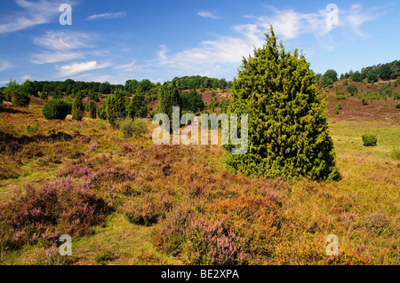 Heide mit blühenden Heidekraut (Calluna Vulgaris) und Gemeine Wacholder (Juniperus Communis), Totengrund in der Nähe von Wilsede, Lüneburg Stockfoto