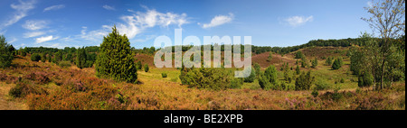 Heide mit blühenden Heidekraut (Calluna Vulgaris) und Gemeine Wacholder (Juniperus Communis), Totengrund in der Nähe von Wilsede, Lüneburg Stockfoto