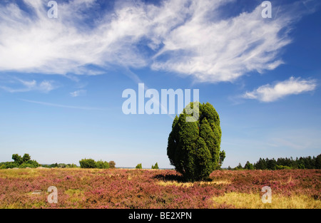 Heide mit blühenden Heidekraut (Calluna Vulgaris) und Gemeine Wacholder (Juniperus Communis), Totengrund in der Nähe von Wilsede, Lüneburg Stockfoto