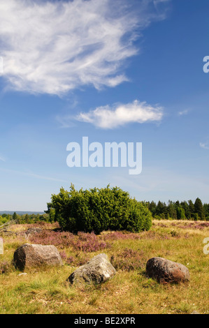 Heide mit blühenden Heidekraut (Calluna Vulgaris) und Gemeine Wacholder (Juniperus Communis), Totengrund in der Nähe von Wilsede, Lüneburg Stockfoto