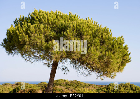 Pine Tree, Algarve, Portugal, Europa Stockfoto