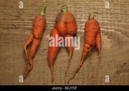 Seltsam geformte Karotten. Stockfoto