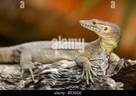 Merten Wasser-Waran (Varanus Mertensi), Queensland, Australien Stockfoto