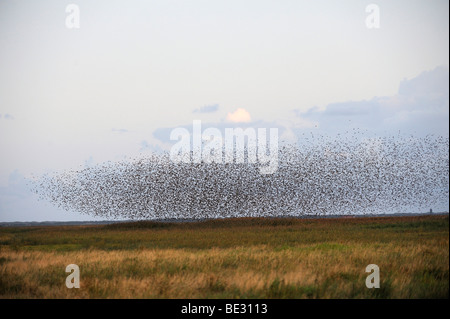 Herde der Star (Sturnus Vulgaris) Stockfoto