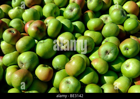 Bramley-Äpfel in den Feldern nach der Ernte Stockfoto