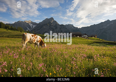 Kuh auf dem Walder Alm-Berg Weide, Nord-Tirol, Österreich, Europa Stockfoto