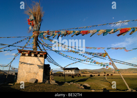 Tibetische Chorten mit Gebetsfahnen vor Yak (Bos Mutus), Tibetan Yak, Weiden auf einer Highland Wiese vor Ost Stockfoto