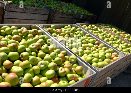 Bramley-Äpfel in den Feldern nach der Ernte Stockfoto