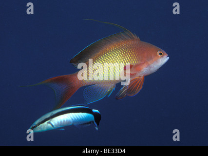 Lyretail Fee Basslet Cleaner Wrasse, Pseudanthias Squamipinnis, Labroides Dimidiatus, Sharm el Sheikh, Sinai, Rotes Meer, Ägypten Stockfoto