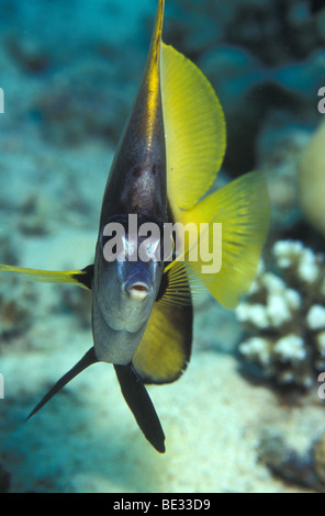 Maskiert Butterflyfish, Heniochus Monocerus, Sharm el Sheikh, Sinai, Rotes Meer, Ägypten Stockfoto