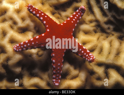 Roter Seestern auf Korallen, Fromia SP., Sharm el Sheikh, Sinai, Rotes Meer, Ägypten Stockfoto