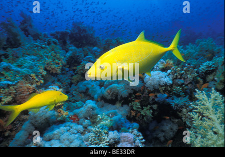 Gelb gefleckten Travelly, Caranx Bajad, Sharm el Sheikh, Sinai, Rotes Meer, Ägypten Stockfoto